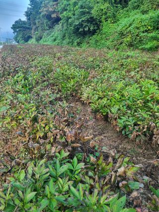 이호성님의 기타작물 · 자유게시판 작성글 사진
