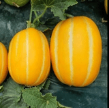 팜모닝 8월 내 작물 자랑하기·참여글 게시글 이미지