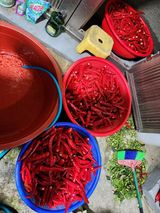 팜모닝 8월 내 작물 자랑하기·참여글 게시글 이미지