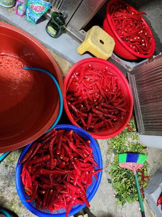 전병대님의 8월 내 작물 자랑하기 · 참여글 작성글 사진