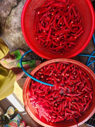 전병대님의 8월 내 작물 자랑하기 · 참여글 작성글 사진