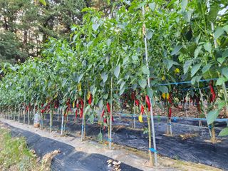 전병대님의 8월 내 작물 자랑하기 · 참여글 작성글 사진