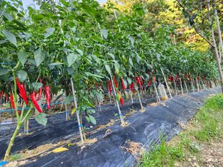 전병대님의 8월 내 작물 자랑하기 · 참여글 작성글 사진