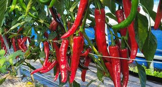 심기섭님의 8월 내 작물 자랑하기 · 참여글 작성글 사진