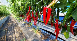 심기섭님의 8월 내 작물 자랑하기 · 참여글 작성글 사진