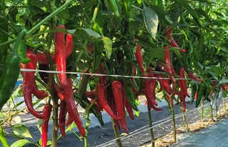 심기섭님의 8월 내 작물 자랑하기 · 참여글 작성글 사진