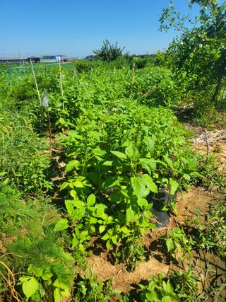 체리123님의 고추 · 수확 작성글 사진