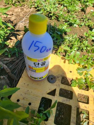 체리123님의 고추 · 수확 작성글 사진