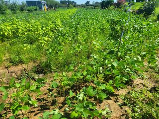 체리123님의 고추 · 수확 작성글 사진