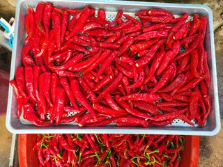 체리123님의 고추 · 수확 작성글 사진