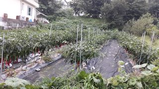 박제선님의 8월 내 작물 자랑하기 · 참여글 작성글 사진