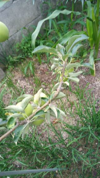 사군자님의 사과 · 병해충상담 작성글 사진