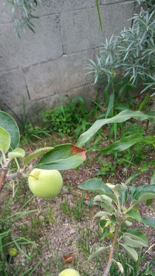 사군자님의 사과 · 병해충상담 작성글 사진