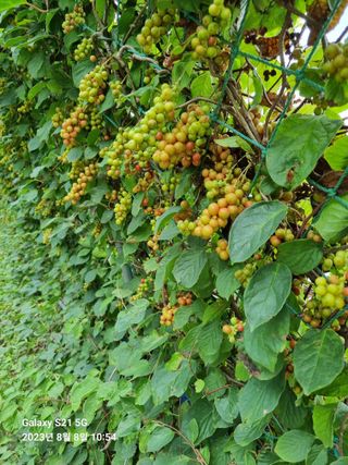 (복조리농장)김찬두님의 8월 내 작물 자랑하기 · 참여글 작성글 사진