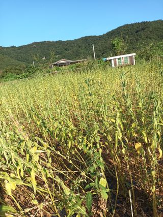 김은숙님의 8월 내 작물 자랑하기 · 참여글 작성글 사진