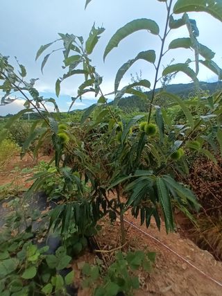 김은숙님의 8월 내 작물 자랑하기 · 참여글 작성글 사진