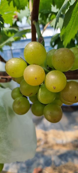 강화농부이씨님의 8월 내 작물 자랑하기 · 참여글 작성글 사진