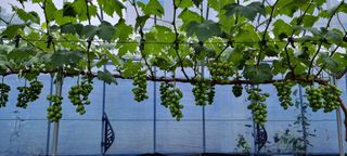 강화농부이씨님의 8월 내 작물 자랑하기 · 참여글 작성글 사진