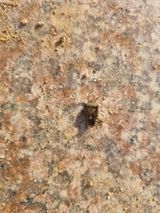 팜모닝 참깨·병해충상담 게시글 이미지