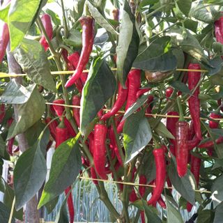 초보농부님의 8월 내 작물 자랑하기 · 참여글 작성글 사진