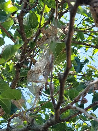 오로라님의 기타작물 · 병해충상담 작성글 사진