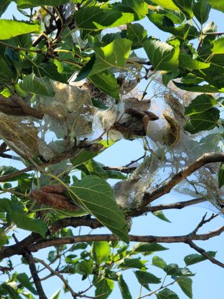 오로라님의 기타작물 · 병해충상담 작성글 사진