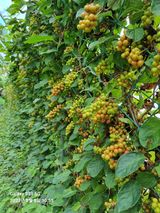 팜모닝 고추·비료•농약 게시글 이미지