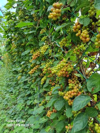 (복조리농장)김찬두님의 고추 · 비료•농약 작성글 사진