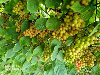 (복조리농장)김찬두님의 고추 · 비료•농약 작성글 사진