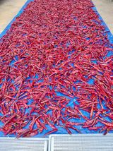 팜모닝 고추·수확 게시글 이미지