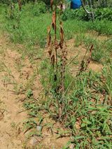 팜모닝 8월 내 작물 자랑하기·참여글 게시글 이미지