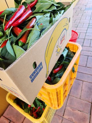 배순녀님의 8월 내 작물 자랑하기 · 참여글 작성글 사진