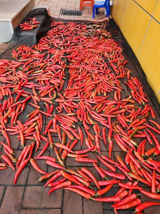 배순녀님의 8월 내 작물 자랑하기 · 참여글 작성글 사진