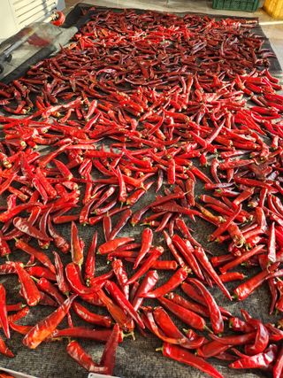 배순녀님의 8월 내 작물 자랑하기 · 참여글 작성글 사진