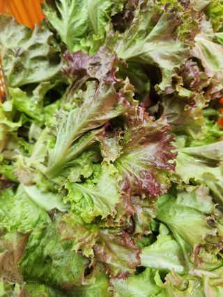 배순녀님의 8월 내 작물 자랑하기 · 참여글 작성글 사진