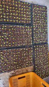 팜모닝 배추·파종•정식 게시글 이미지