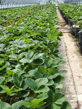 팜모닝 8월 내 작물 자랑하기·참여글 게시글 이미지