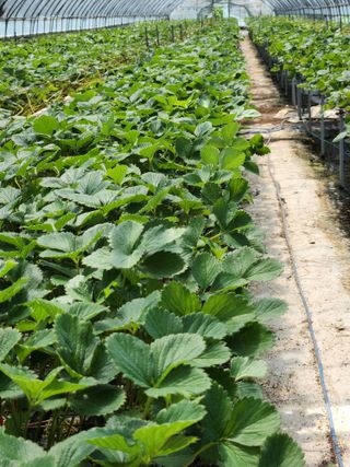 논산. 이순자님의 8월 내 작물 자랑하기 · 참여글 작성글 사진