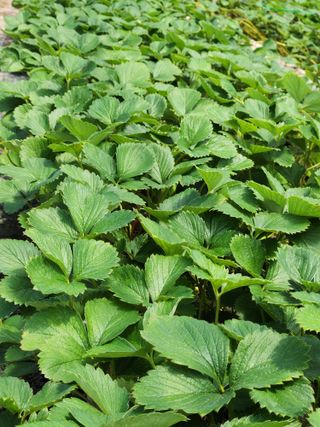 논산. 이순자님의 8월 내 작물 자랑하기 · 참여글 작성글 사진