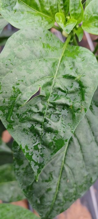 풍산호랑이55214님의 고추 · 병해충상담 작성글 사진