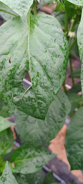 풍산호랑이55214님의 고추 · 병해충상담 작성글 사진