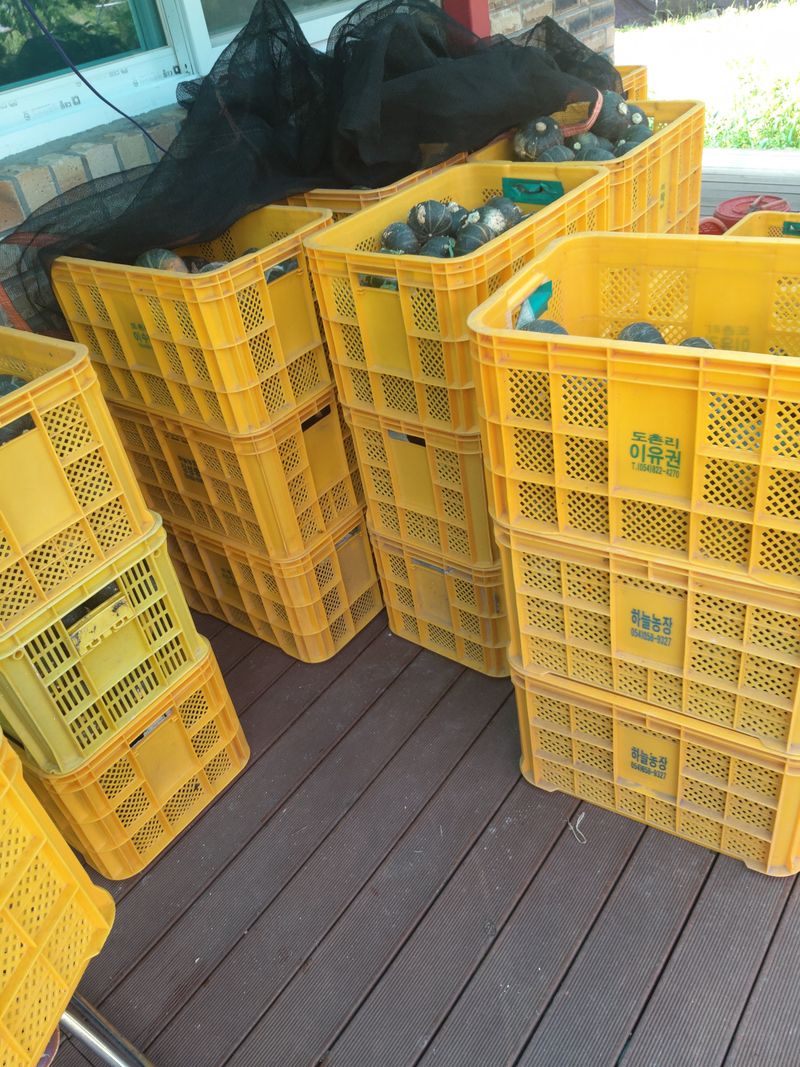 장터 상품 [미니단호박  7키로] 썸네일