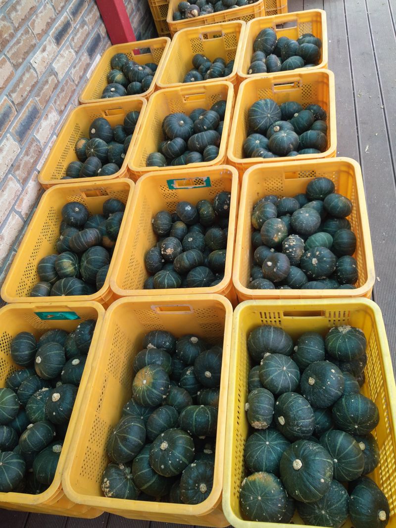 유석범님의 장터 판매 상품 [미니단호박  7키로] 첨부 사진