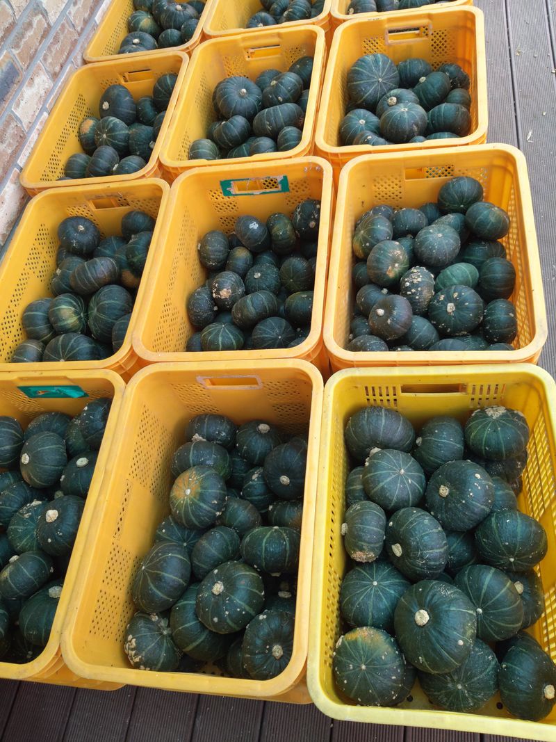 유석범님의 장터 판매 상품 [미니단호박  7키로] 첨부 사진