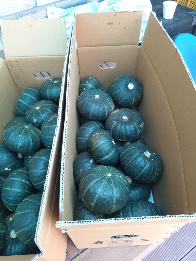 유석범님의 장터 판매 상품 [미니단호박  7키로] 첨부 사진