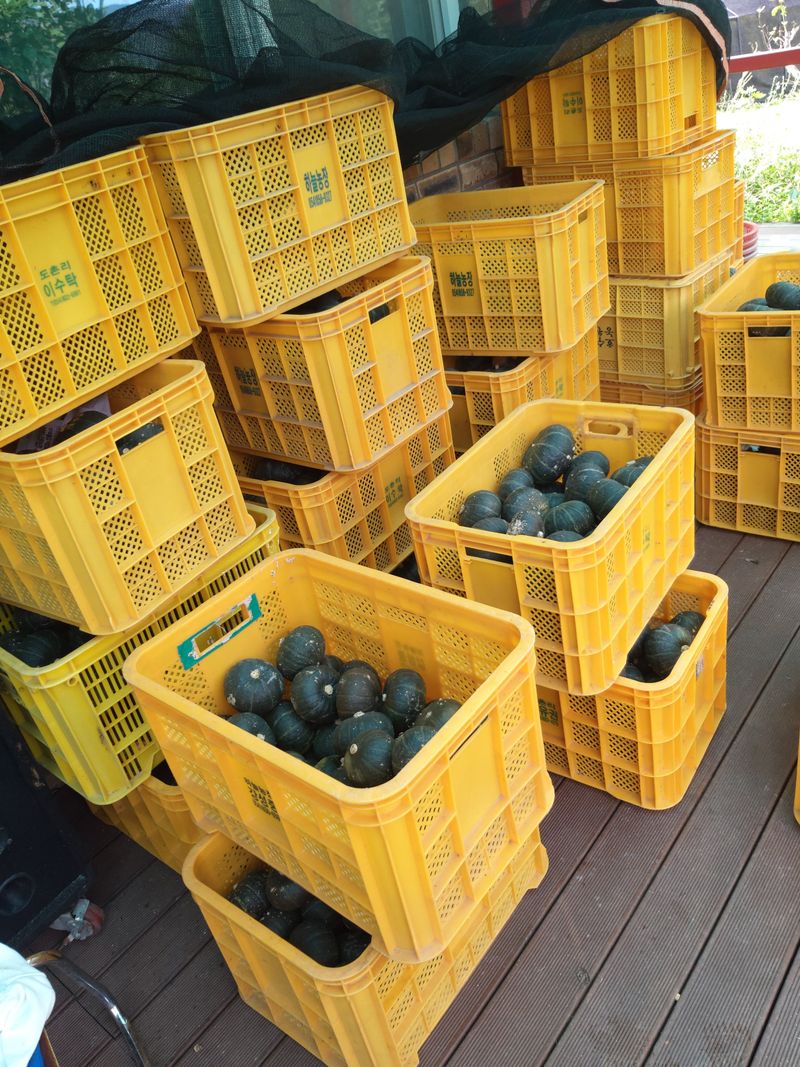 유석범님의 장터 판매 상품 [미니단호박  7키로] 첨부 사진