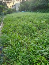 팜모닝 배추·토양준비 게시글 이미지