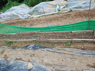 이영재님의 8월 내 작물 자랑하기 · 참여글 작성글 사진