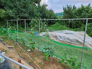 이영재님의 8월 내 작물 자랑하기 · 참여글 작성글 사진