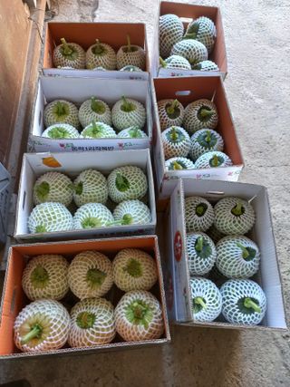 대원농장님의 8월 내 작물 자랑하기 · 참여글 작성글 사진